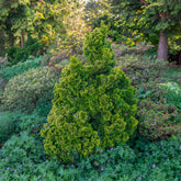 Faux cyprès Hinoki Aurora - Willemse