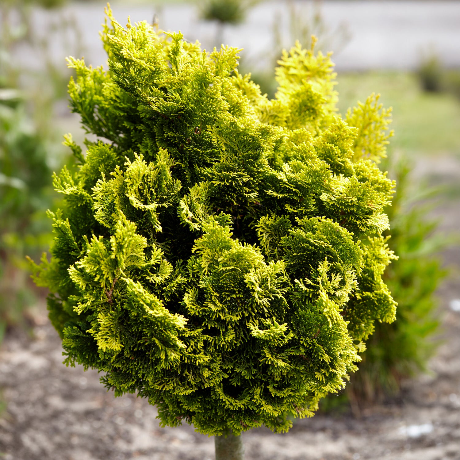 Chamaecyparis obtusa Aurora - Faux cyprès Hinoki Aurora - Conifères