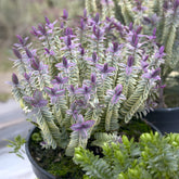 Véronique arbustive  Silver Dollar - Hebe - Willemse