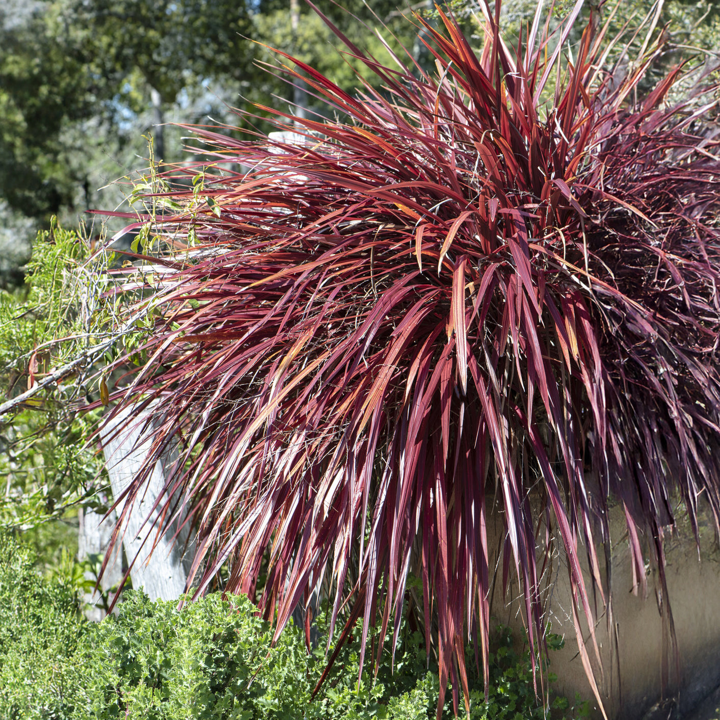 Lin de nouvelle Zélande - Phormium Rainbow Queen - Lin de Nouvelle-Zélande - Phormium tenax Rainbow Queen