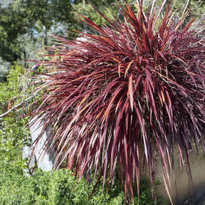 Lin de nouvelle Zélande - Phormium Rainbow Queen - Lin de Nouvelle-Zélande - Phormium tenax Rainbow Queen