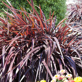 Vente Phormium Rainbow Queen - Lin de Nouvelle-Zélande - Phormium tenax Rainbow Queen