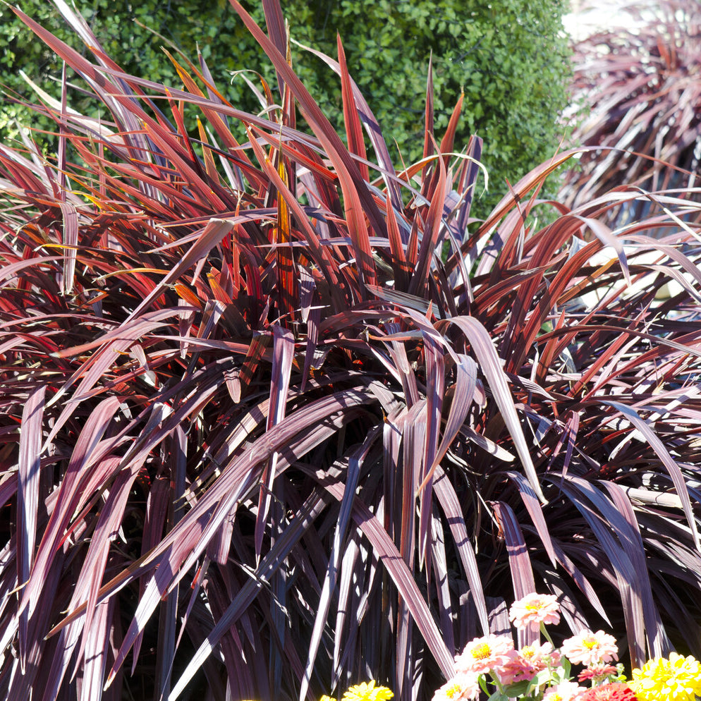 Vente Phormium Rainbow Queen - Lin de Nouvelle-Zélande - Phormium tenax Rainbow Queen