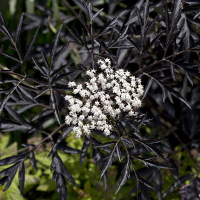 Sureau - Sureau noir Black Lace® - Sambucus nigra Black Lace®
