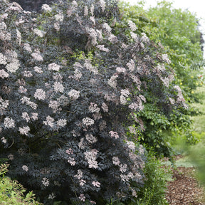 Sambucus nigra Black Lace® - Sureau noir Black Lace® - Sureau