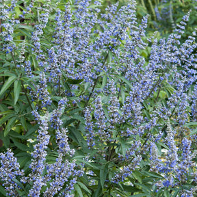 Vitex agnus-castus Latifolia - Gattilier à grandes feuilles - Gattilier - Vitex