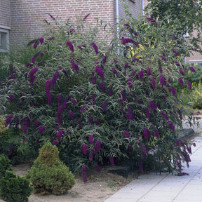 Buddleja davidii Black Knight - Arbre à papillons Black Knight - Arbres aux papillons