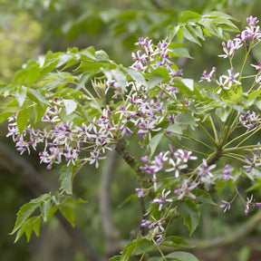 Arbres à fleurs - Lilas de Perse - Margousier - Melia azedarach