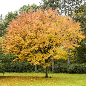 Orme de Sibérie - Zelkova serrata - Willemse