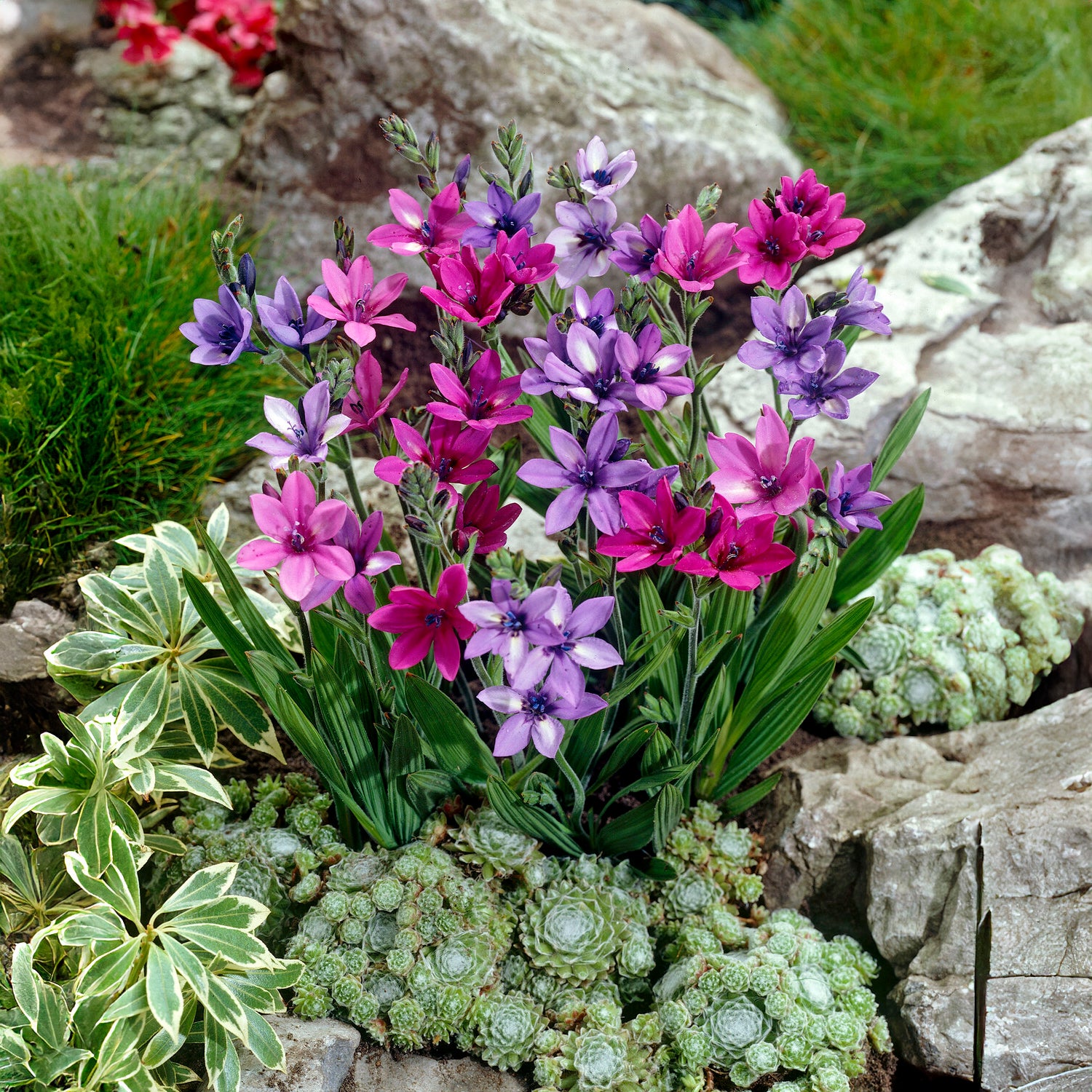 Babiana stricta - Babiana stricta - Willemse
