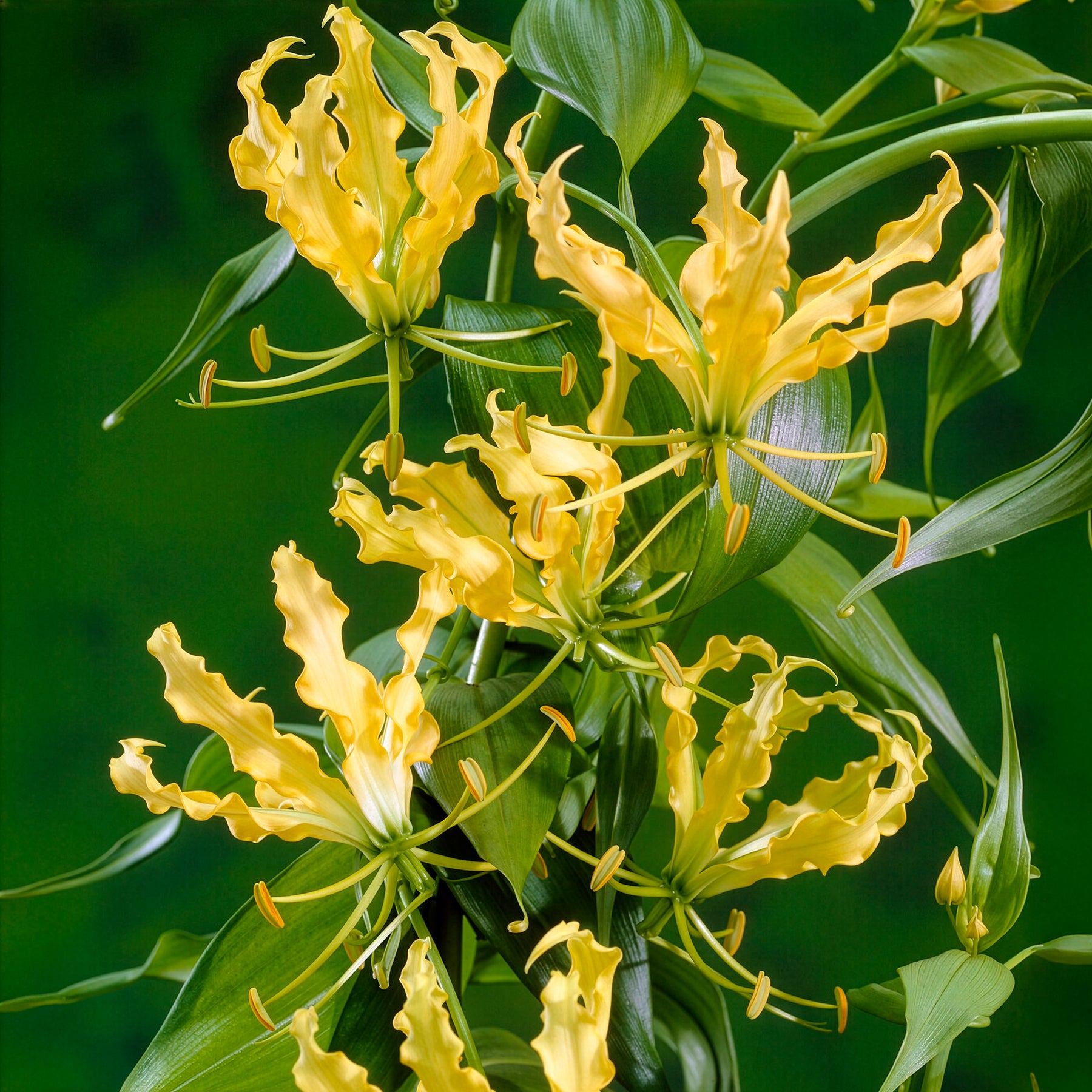 Gloriosa jaune - Lis de Malabar - Willemse