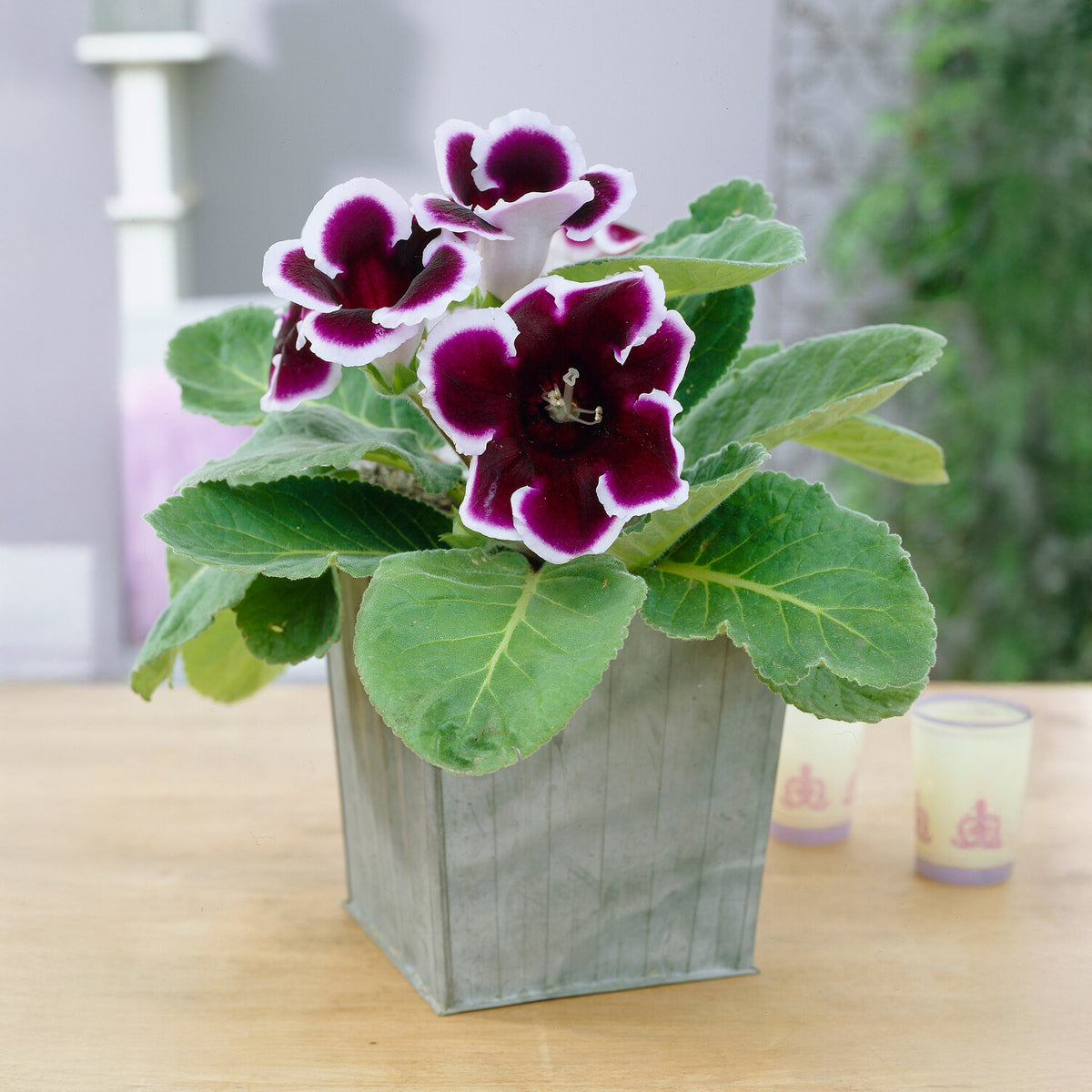 Gloxinia Kaiser Wilhelm - Willemse