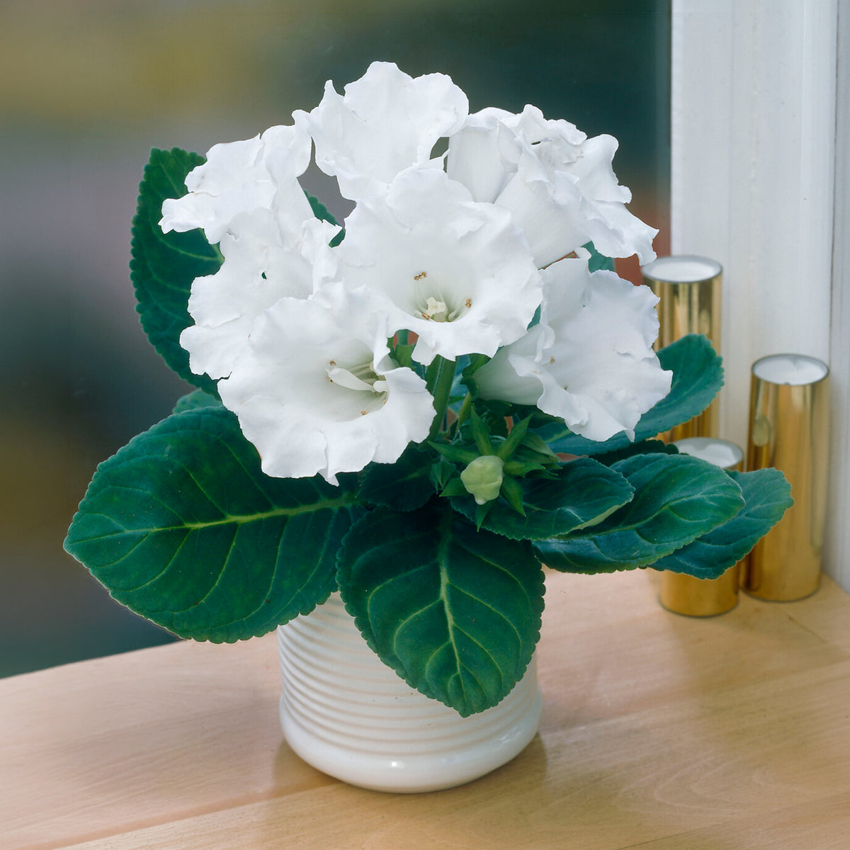 Gloxinia Mont Blanc - Willemse