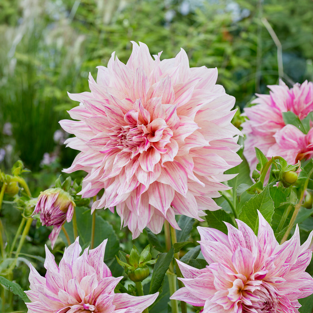 Dahlia géant Café au Lait Twist - Willemse