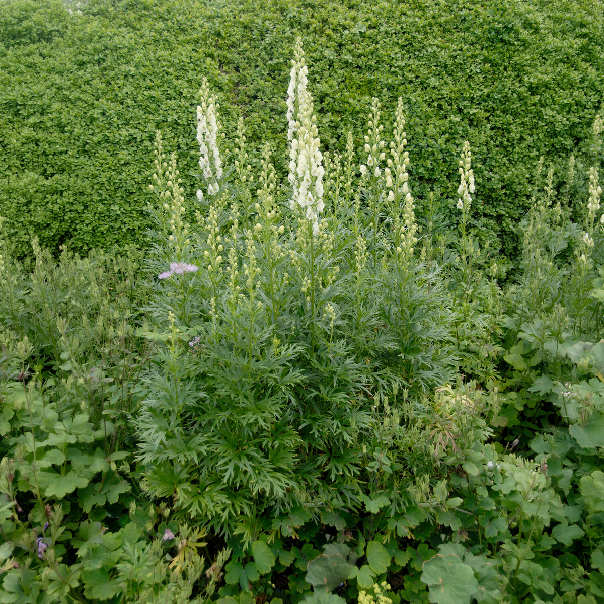 Aconit blanc - Willemse