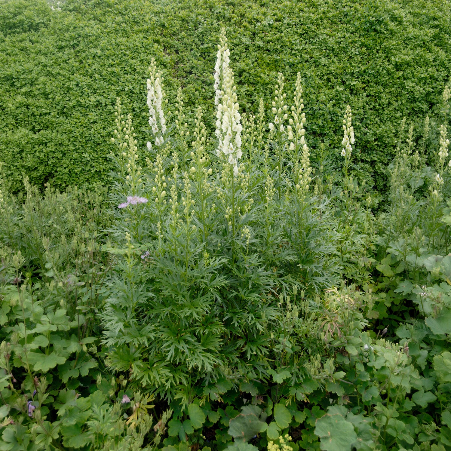 Aconit blanc - Willemse