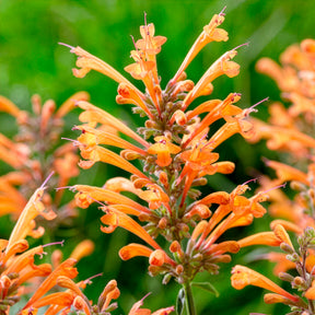 Agastache Kudos Mandarin - Willemse