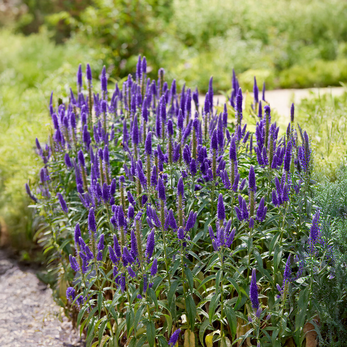 Véronique en épis Royal Candles - Willemse