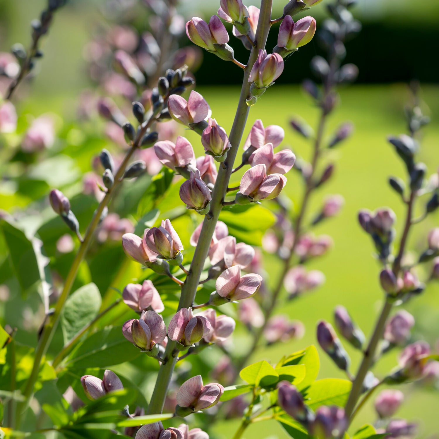 Lupin indigo Pink Truffles - Willemse
