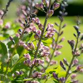 Lupin indigo Pink Truffles - Willemse