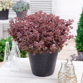 Sedum Sunsparkler® Firecracker - Willemse
