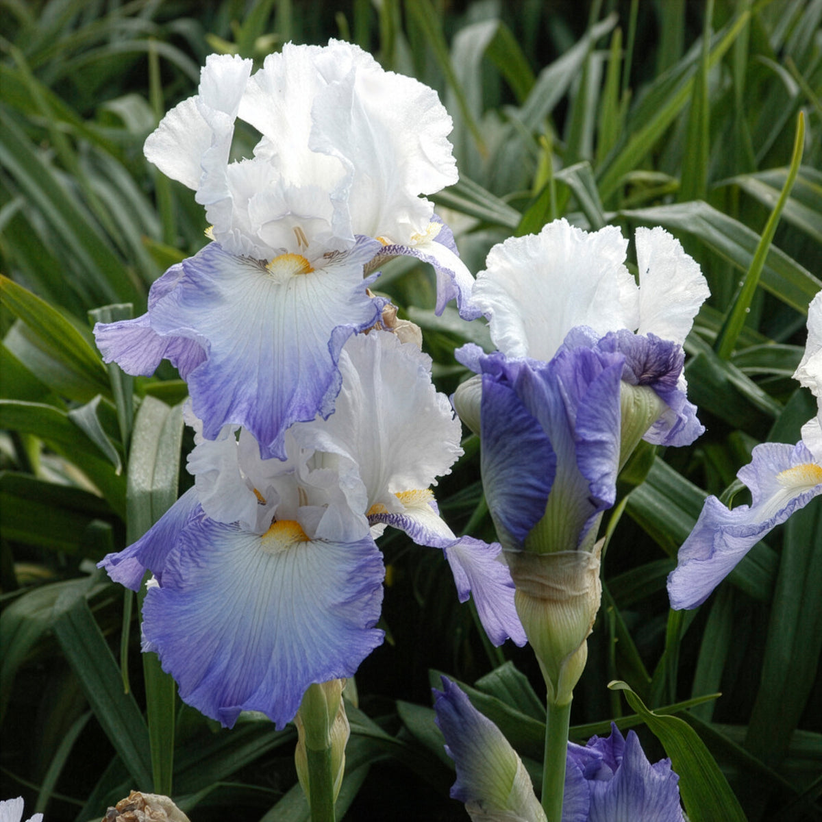 Iris de jardin Alizés - Iris germanica Alizés - Willemse