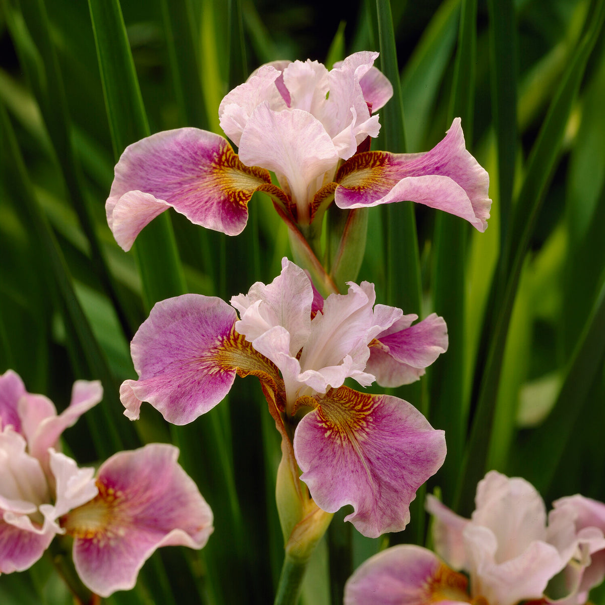 Iris de Sibérie Dance Ballerina Dance - Willemse