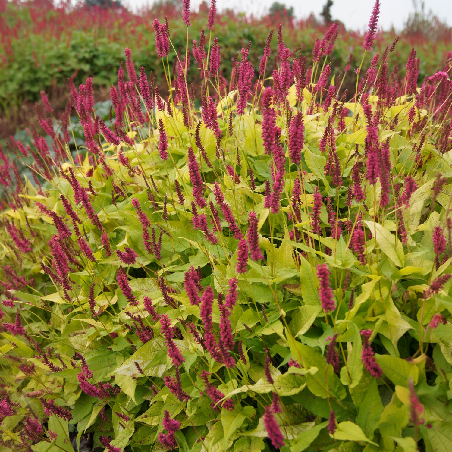 Persicaria amplexicaulis  Golden Arrow - Renouée Golden Arrow - Persicaire - Renouée - Persicaire