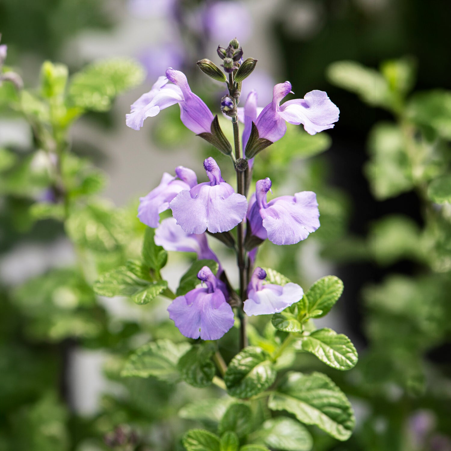 Vente Sauge arbustive So Cool Pale Blue - Salvia microphylla So Cool Pale Blue
