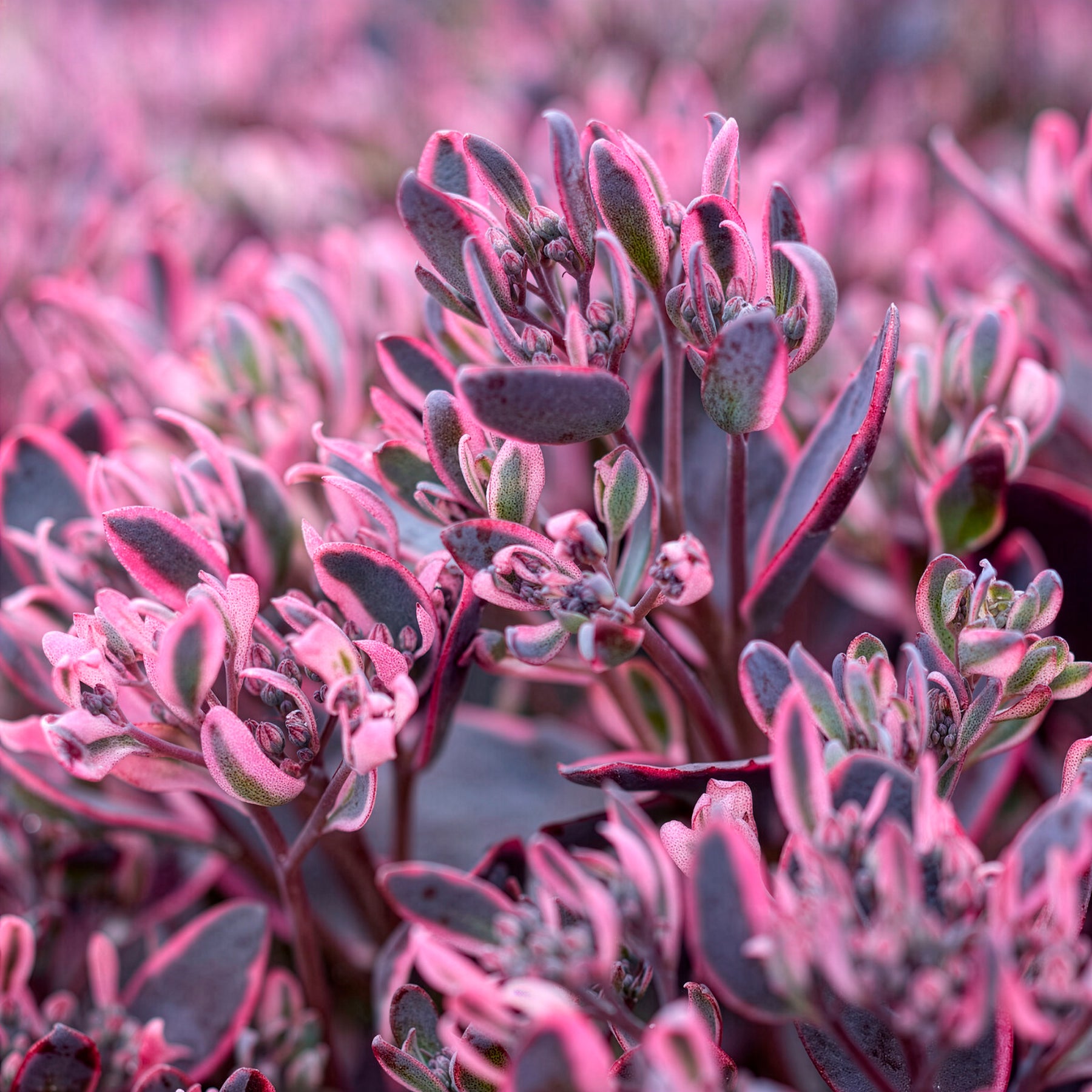 Sedum Sunsparkler® Dream Dazzler - Willemse