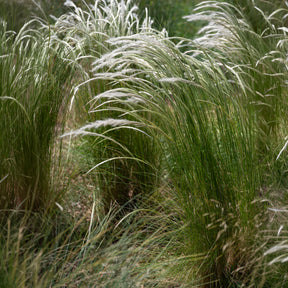 Stipa ichu - Stipe ichu - Stipe - Stipa