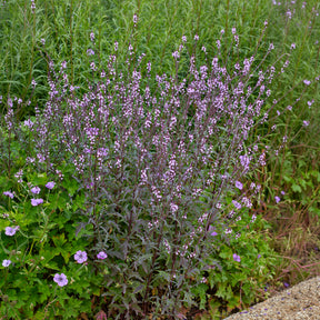 Verveine officinale Bampton - Willemse
