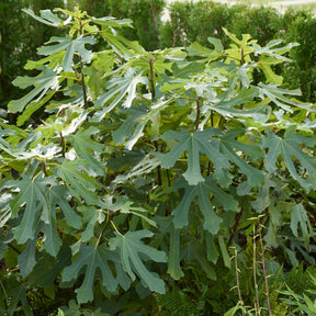 Ficus carica Little Miss Figgy® - Figuier nain Little Miss Figgy® - Figuier