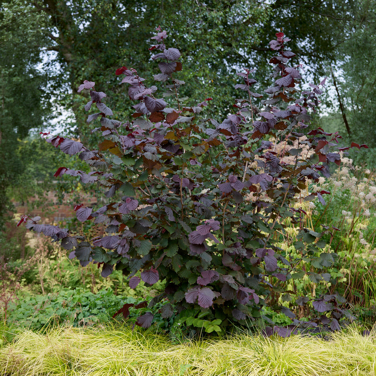 Noisetier pourpre Rote Zellernuss - Willemse