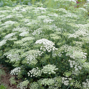 Ammi majus - Ammi élevé - Graines de fleurs