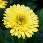 Gerbera jaune - Willemse