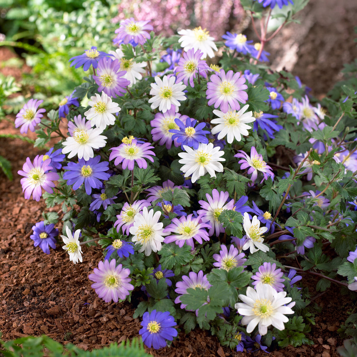 Anémones blanda en mélange - Anemone blanda - Willemse