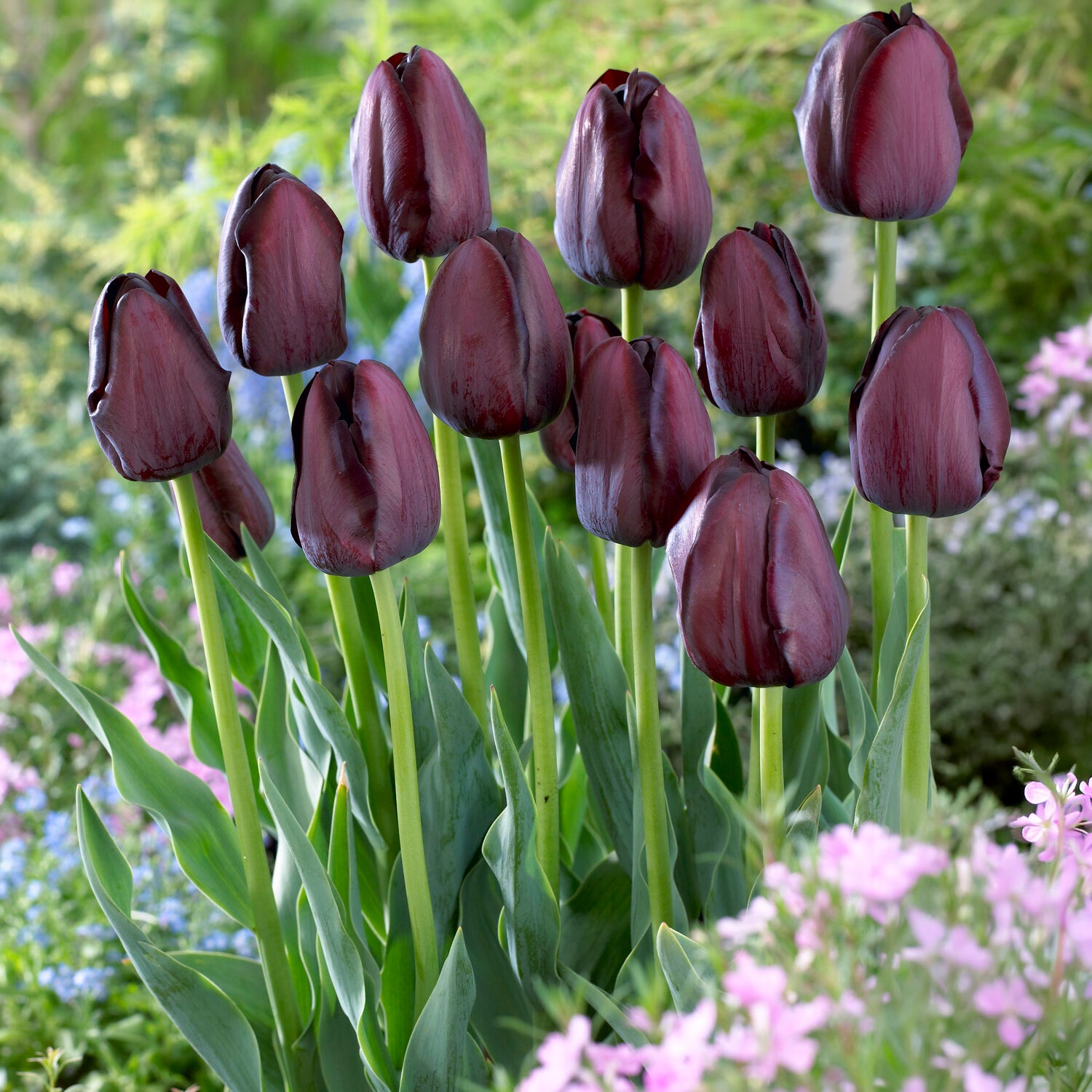  - Tulipe Queen of Night - Tulipa Queen of Night