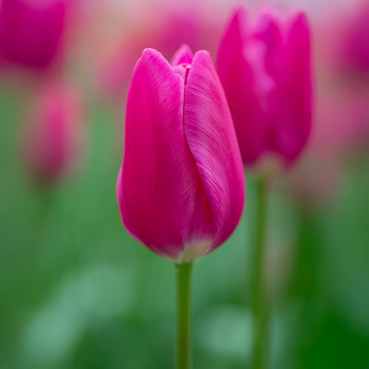 Tulipe triomphe Ardour - Willemse