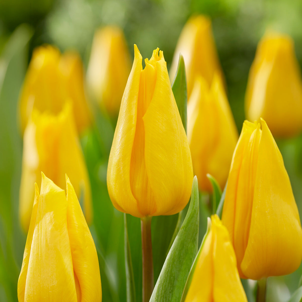 Tulipe triomphe Yokohama - Willemse