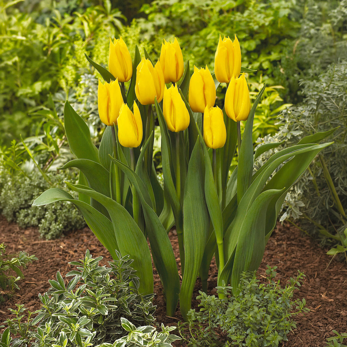 Tulipe triomphe Yokohama -  - Willemse