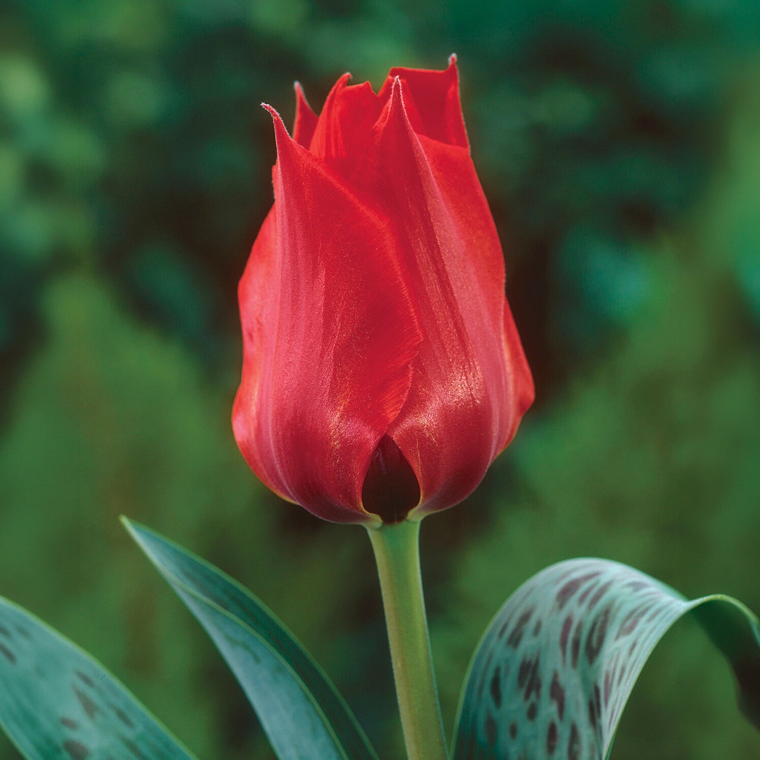 Tulipe  Jules César - Tulipa greigii Julius Caesar - Willemse