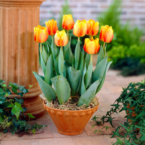Bulbes à floraison printanière - Bulbes de printemps pour massif jaune et orange  - Tulipa Orange Breeze, Blushing Apeldorn, Appeldorn's Elite, Narcissus Martinette