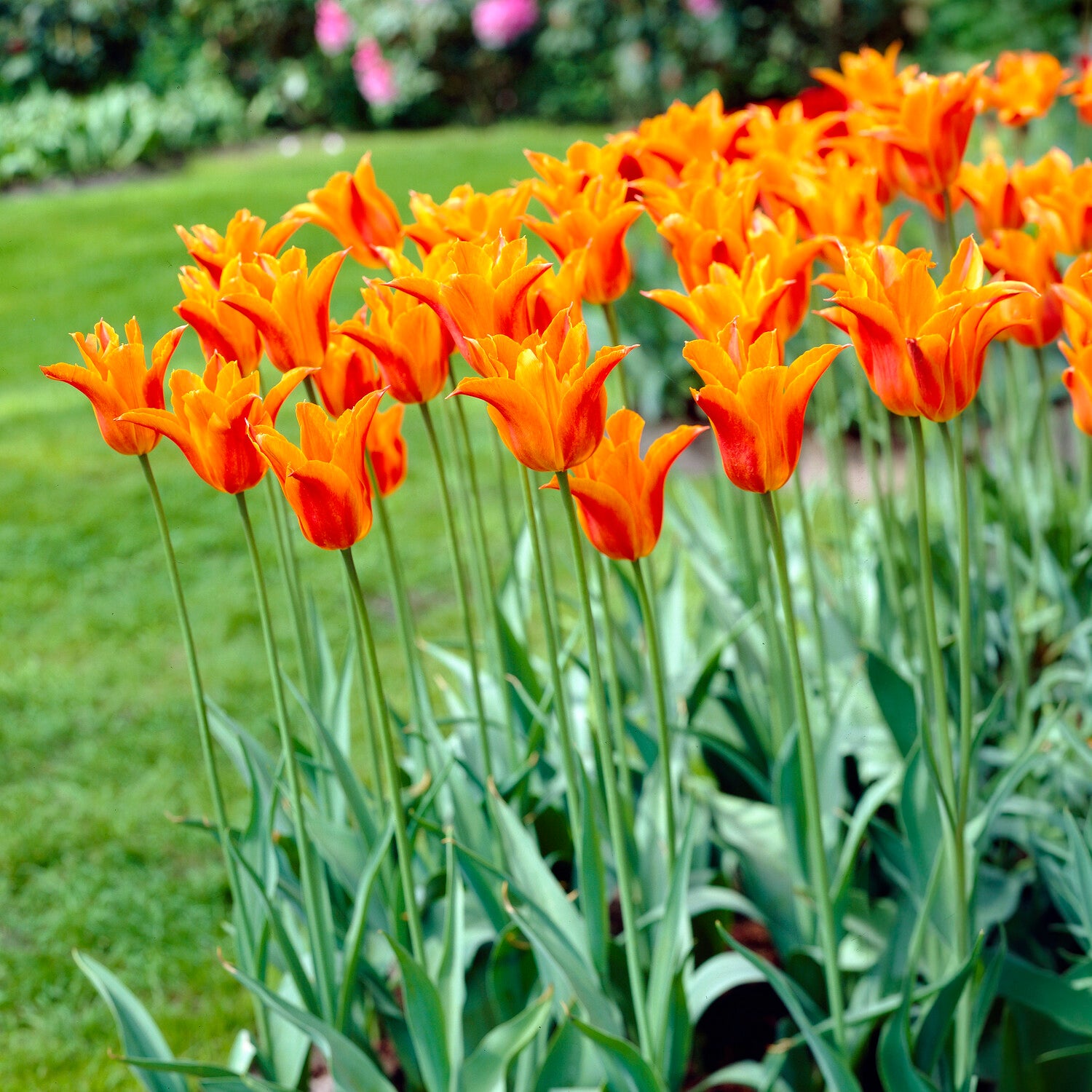 Tulipa Ballerina - Tulipe Ballerina - 