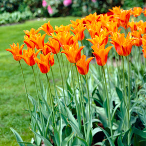 Tulipa Ballerina - Tulipe Ballerina - 