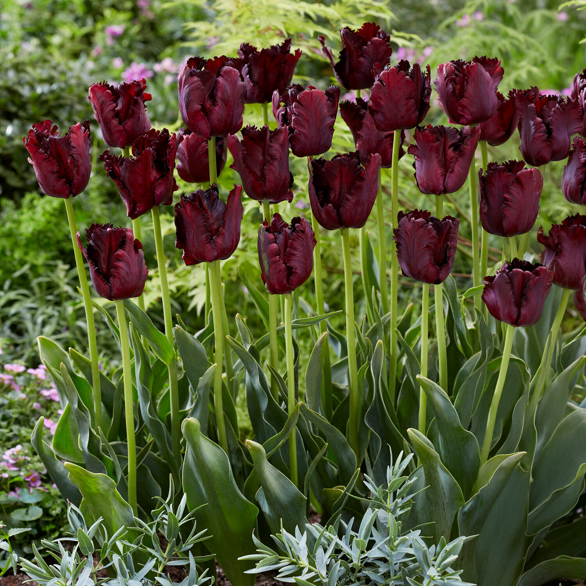 Tulipe Black Parrot - Tulipa Black Parrot - Willemse