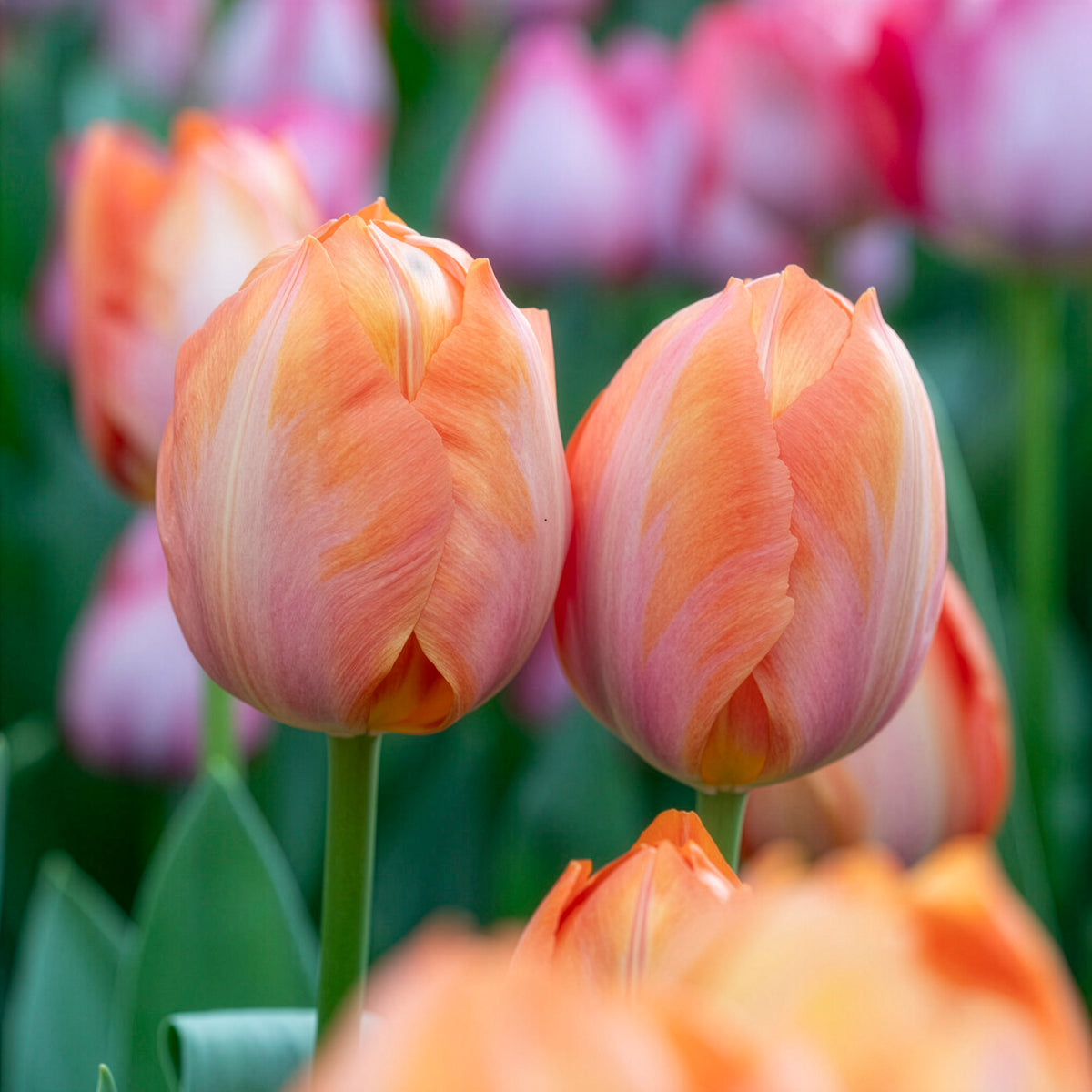 Tulipe Darwin Apricot van Eijk - Tulipa Apricot van Eijk - Willemse