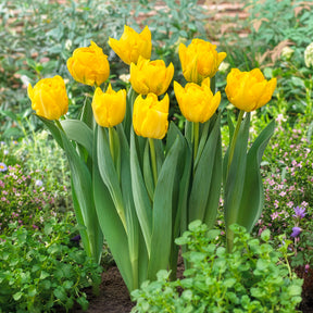 Tulipa Marie Jo - Tulipe double hâtive Marie Jo - 