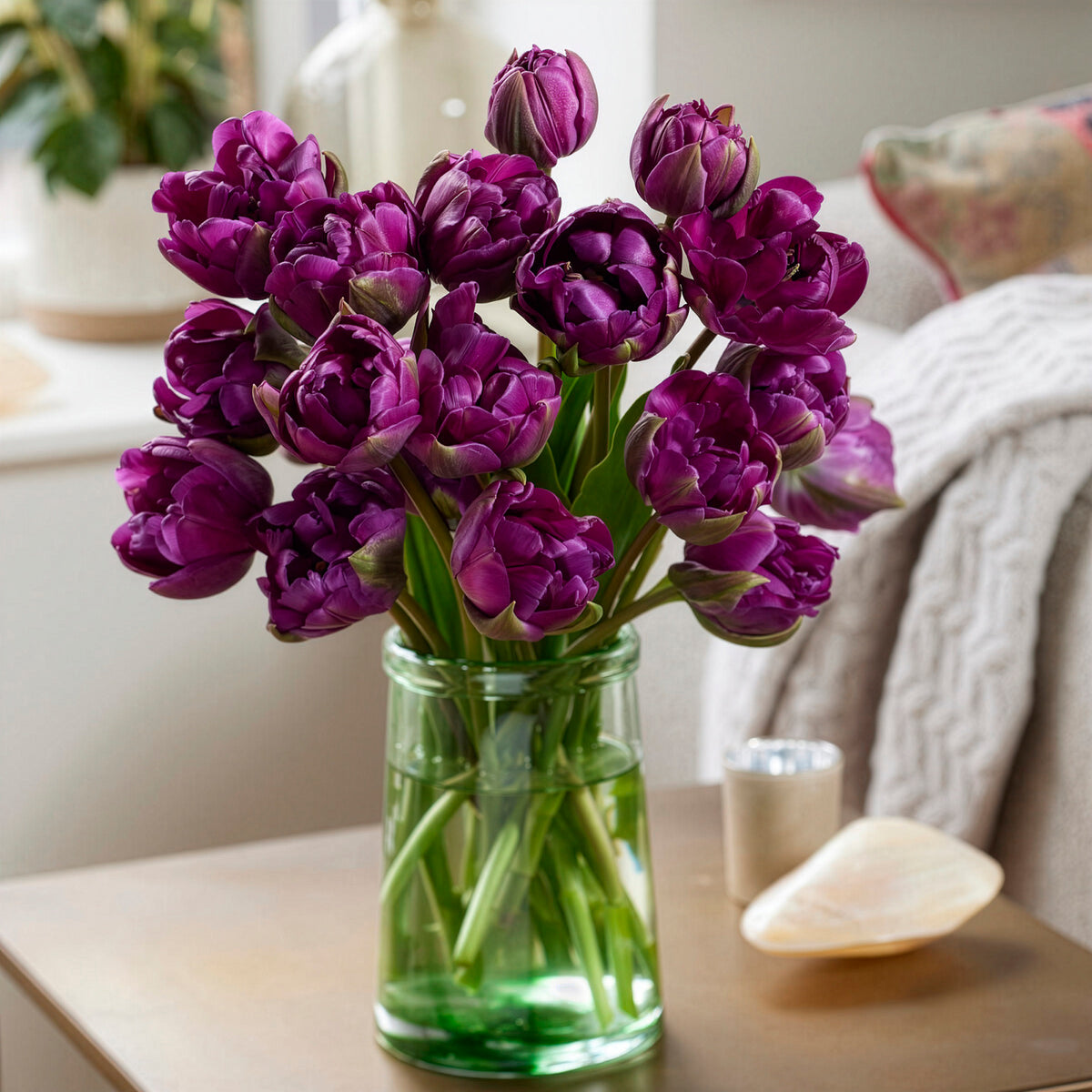 Tulipe Negrita - Tulipa Negrita - Willemse