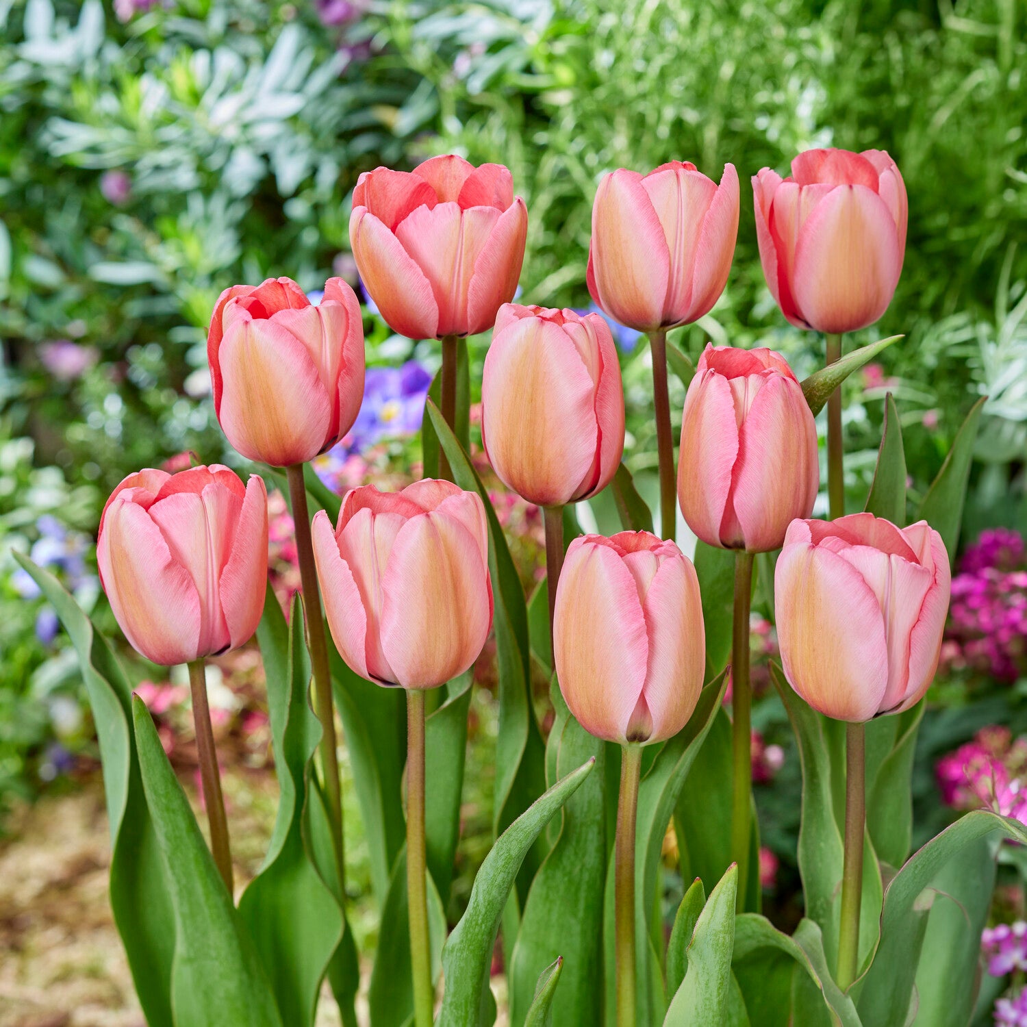 Tulipa Pink Impression - Tulipe Pink Impression - 